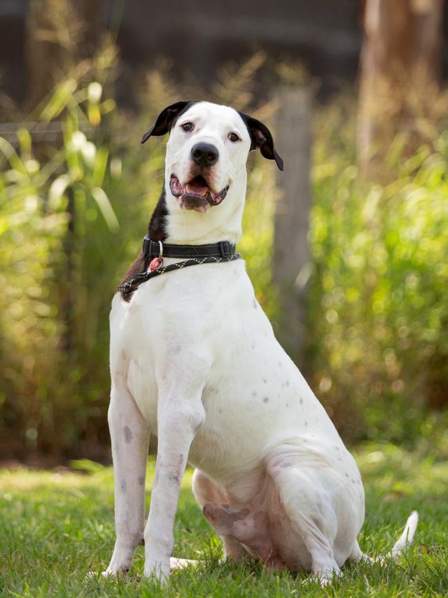 Animal Welfare League Queensland rescue dog Clifford. Source: Supplied.