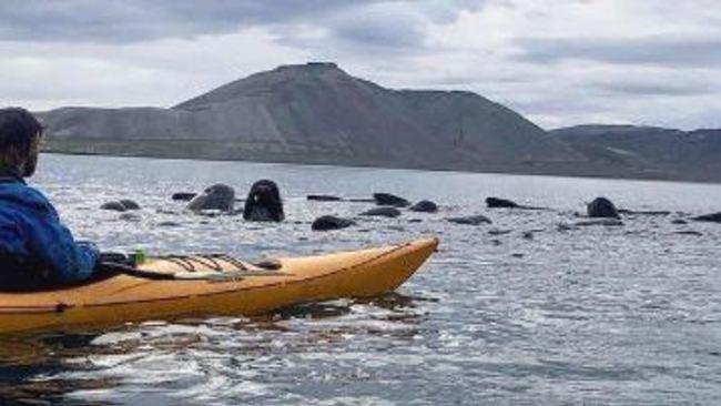 Pod of Pilot Whales Herded From Icelandic Fjord for Second Time in Two Days