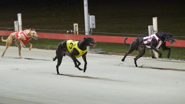 5- Profit Plan beats My Bro Bob in race 4 at the Grafton Greyhounds. Photo: Adam Hourigan