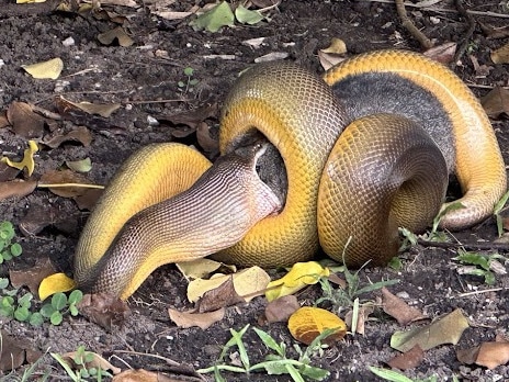 Python versus possum