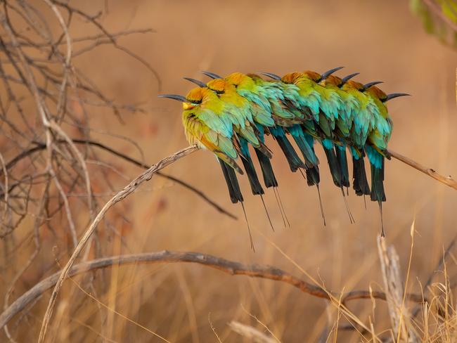 ONLINE.    WEEKEND TELEGRAPHS SPECIAL. , PLEASE CONTACT WEEKEND PIC EDITOR JEFF DARMANIN BEFORE PUBLISHING. , Australian Geographic Nature Photographer of the Year exhibition. A Bee-eater Rainbow - Gary Meredith.