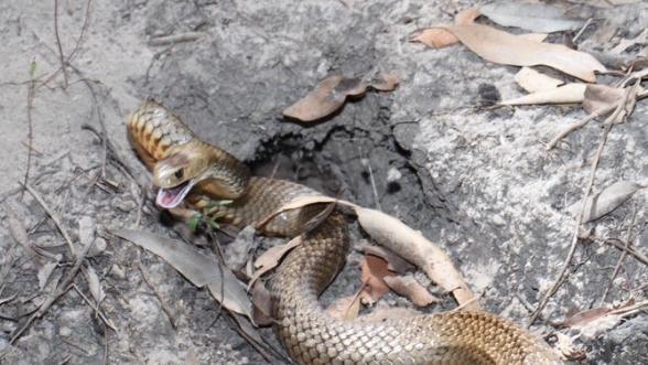 The tiger snake that became the Grinch that ruined Christmas.