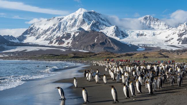 A colony of King Penguins on the beach at St Andrews Bay on South Georgia. Picture: Istock