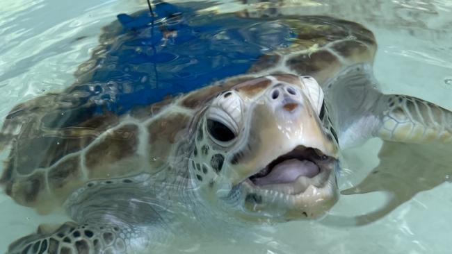 A green sea turtle fitted with a tracker. Photo: Supplied