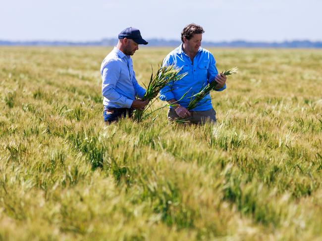 For The Weekly Times AgJournal November 2023.  09/10/23 goFarm general manager of Lake Boga Tom Farmer (left) with goFarm managing director Liam Lenaghan in a barley crop at their Lake Boga property in northern Victoria. Aaron Francis Photo