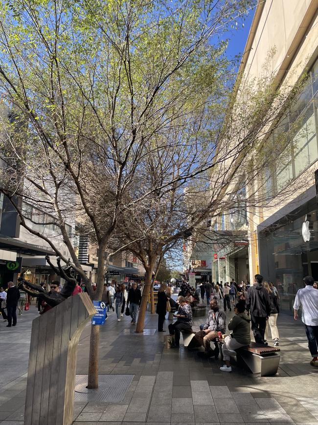 Birds roost outside of Apple. Picture: Erin Jones