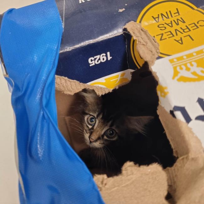 Cali the tabby kitten was dumped in an empty beer carton. Picture: RSPCA WA