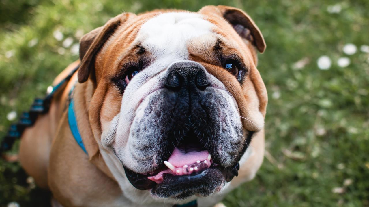 Calls For Breeding Ban On English Bulldogs, Pugs In Nsw 