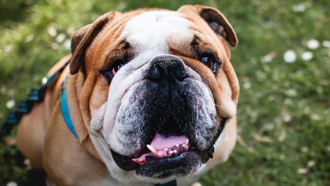 English bulldog sitting on the grass and watching Picture: iStock