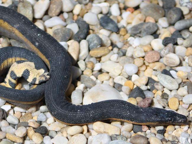 Yellow-bellied Sea Snake similar to what was washed up on Congo Beach on the NSW South Coast. Picture: Ted Johnson.