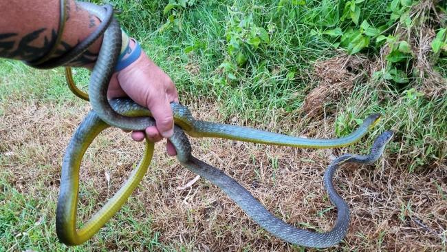 Double trouble ... Logan snake catcher Glenn 'Ozzie' Lawrence says many snakes are harmless and are just as scared about the flood waters as people are. He warned residents to check shoes and under cars after the floods have flushed out many snakes.