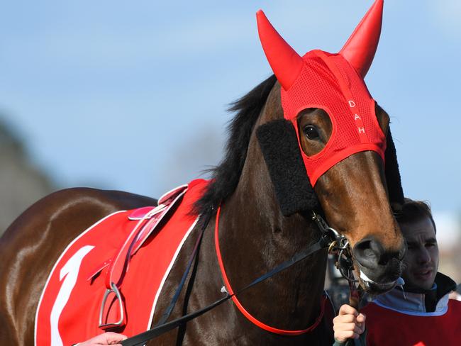 Standing out in the a crowd: Catchy parades before her narrow defeat in the Quezette Stakes in August.