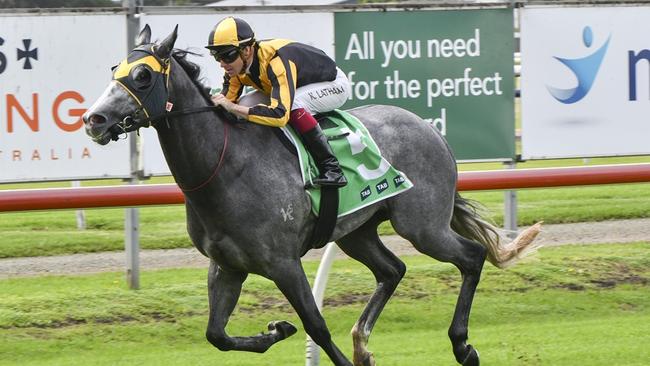 Snatchreilly is chasing his first win for his new connections when he heads to Moree. Picture: Bradley Photos