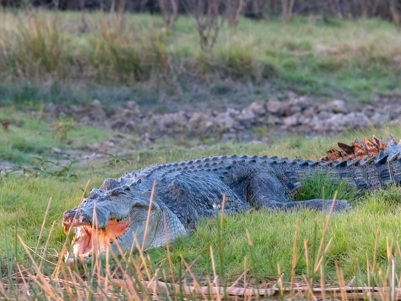 shot of a huge saltwater crocodile on a bank at corroboree billabong