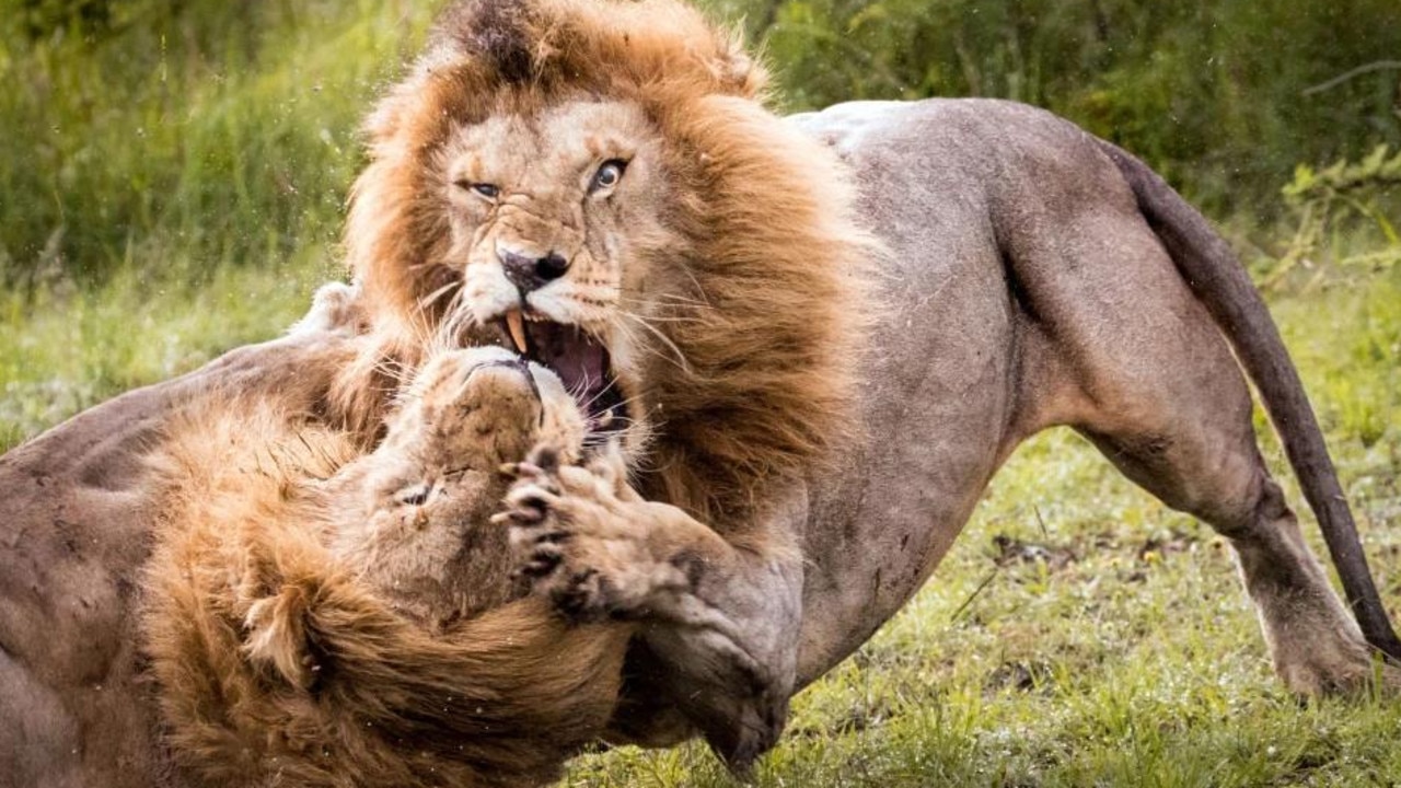 Photos of Maasai Mara lions’ fight for dominance of the pride in Kenya