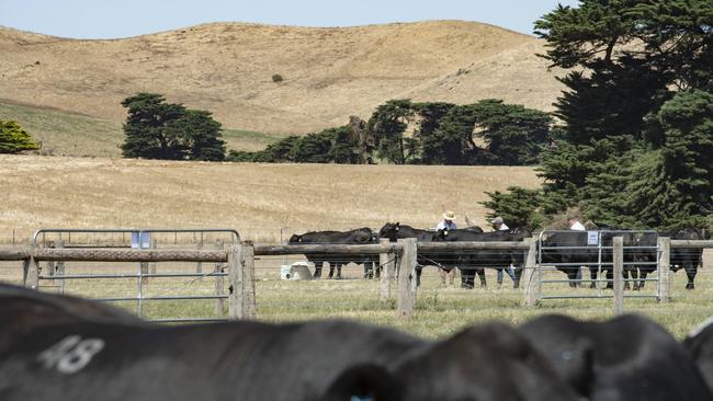 Red meat production in Australia is contributing almost 80 per cent less to climate change than it did in 2005. Picture: Zoe Phillips