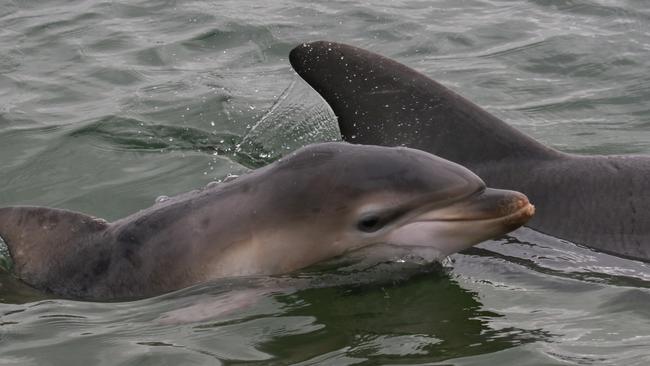 Ripple has given birth to two calves but have both have died — her second baby, Holly, who was born in December 2017, was hit by a boat weeks after birth. Picture: Marianna Boorman