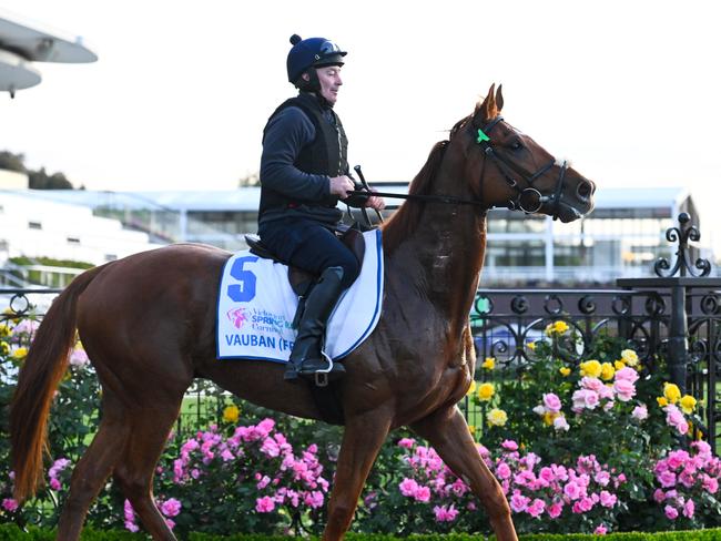 MELBOURNE, AUSTRALIA - OCTOBER 31: Lexus Melbourne Cup favourite, Vauban ridden by David Casey is seen during Derby Day Breakfast With The Best gallops at Flemington Racecourse on October 31, 2023 in Melbourne, Australia. (Photo by Vince Caligiuri/Getty Images)