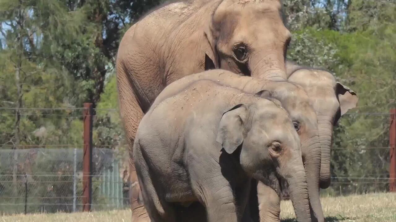 Entire Asian elephant herd moves house in Australia-