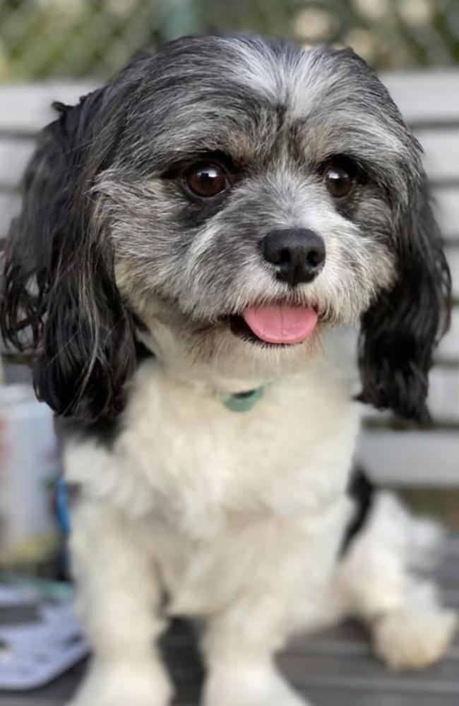 Four-year-old Shih tzu Oliver. Photo: Supplied