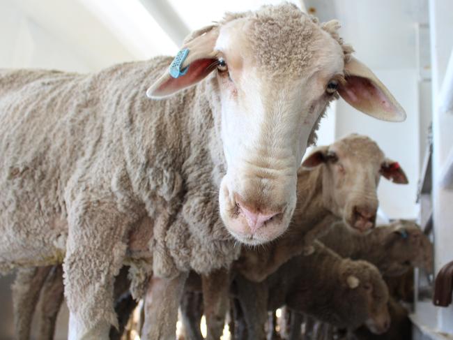 Live sheep exports. Picture: supplied