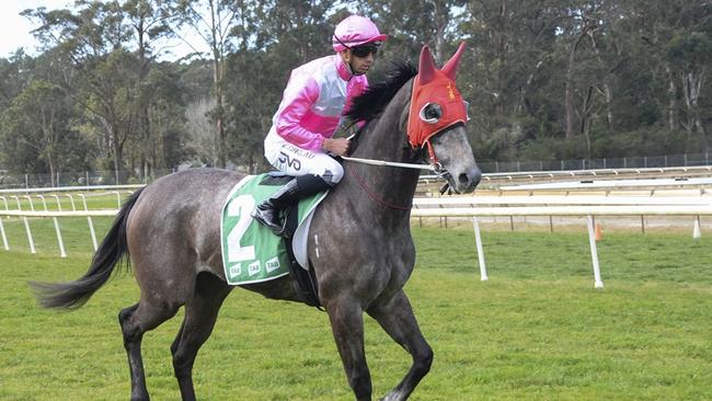 Christmas Star is chasing a second straight win when she heads to Sapphire Coast on Sunday. Picture: Bradley Photos