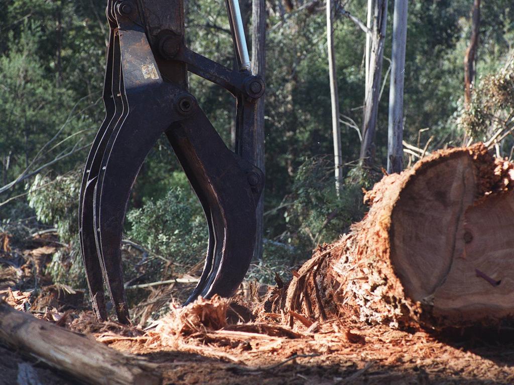 Clarence Push To Phase Out Native Forest Logging: Clarence Environment ...