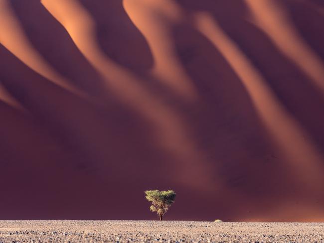 A lone camel thorn tree is dwarfed by a massive sand dune in Sossusvlei, Namibia. Picture: Barry Crosthwaite