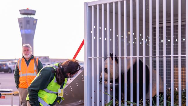 Adelaide Zoo officially waved goodbye to giant pandas Wang Wang and Fu Ni at Adelaide Airport on Friday. Picture: Zoos SA