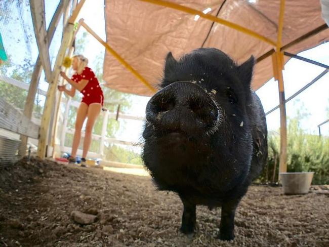 One of Miley Cyrus’ pet pigs. Picture: Instagram