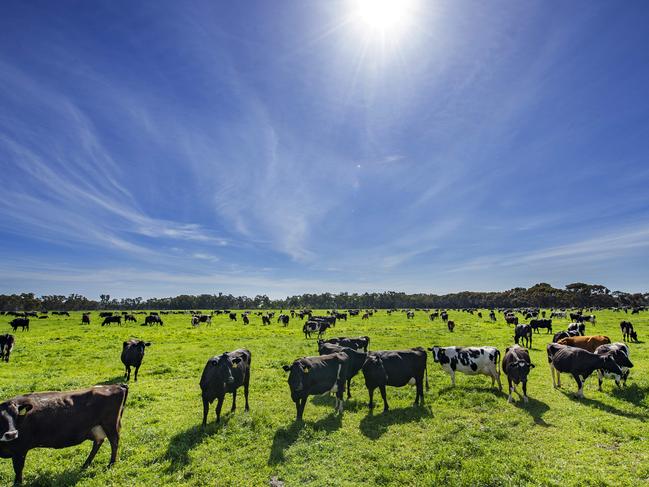 Australian dairy remains popular with Chinese consumers