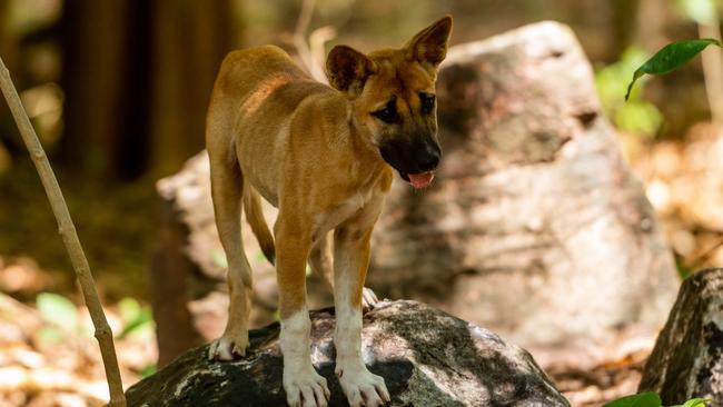 Baby Dingo Leia is one of the newest additions at Territory Wildlife Park. Picture: Che Chorley