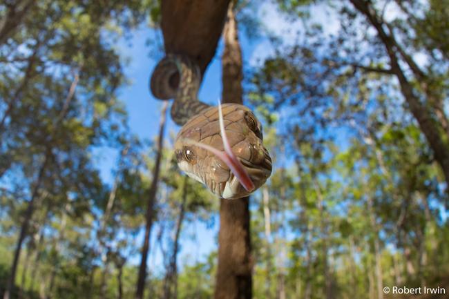 Junior Runner-Up by Robert Irwin. Australian Scrub Python, Queensland.