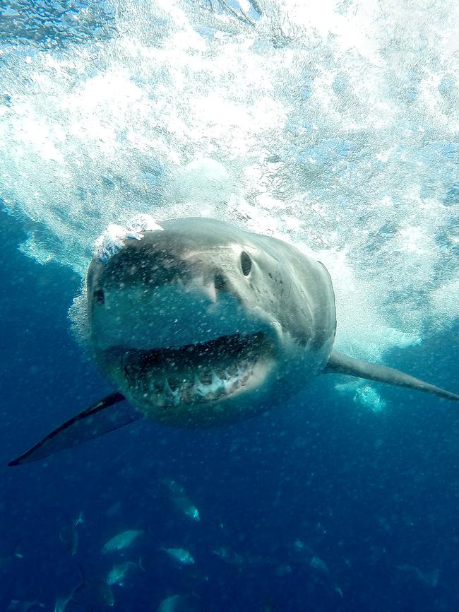 A new book has been released to deal with false information surrounding sharks. Picture: Rick Kelly and Dylan Coker