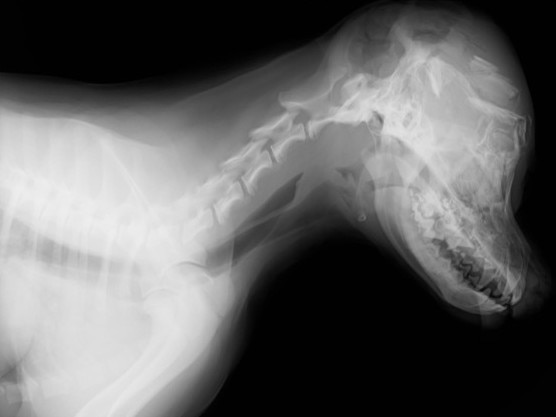 The X-ray of Coco showing the shattered skull. Picture: Supplied