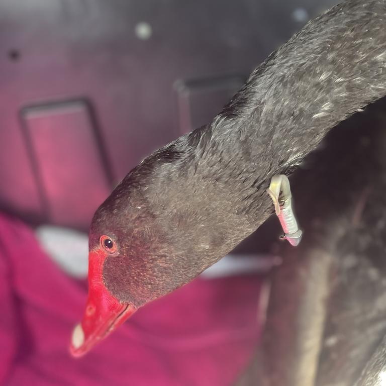 A black swan rescued with a fishing lure in its neck was released in Oatlands. Picture: WIRES