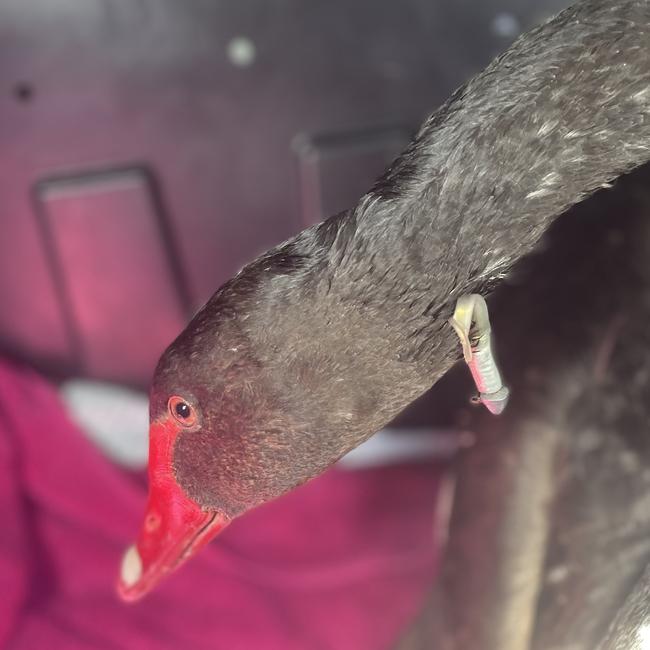 A black swan rescued with a fishing lure in its neck was released in Oatlands. Picture: WIRES