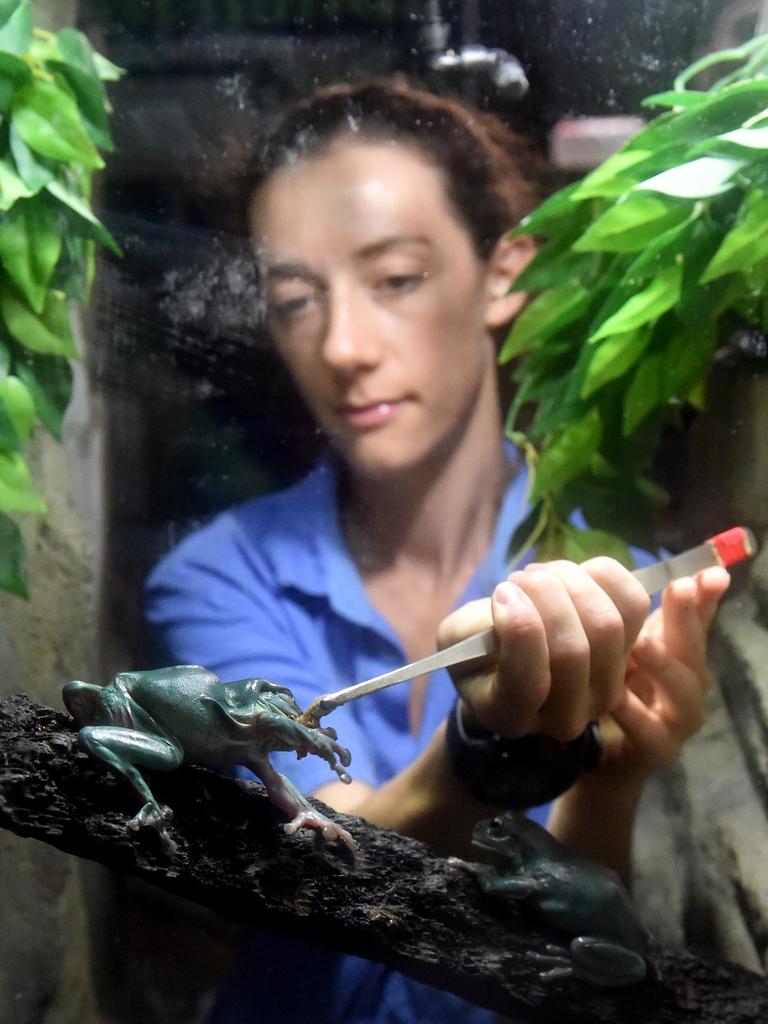 Behind the scenes at Reef HQ. Aquarist Kathy Connellan feeds Green tree Frogs. Picture: Evan Morgan