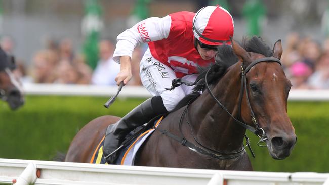 Southern Lad is a risk over 1400m. Picture: AAP