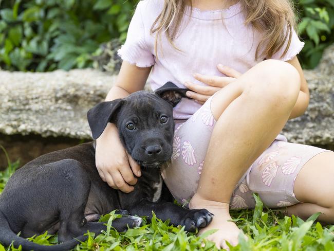 Addison Sarmardin (5) with foster puppy Bolt.  Picture Emily Barker.