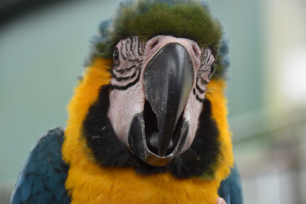 Getting up close with the birds at Maleny Botanic Gardens and Bird World. Picture: Mark Furler
