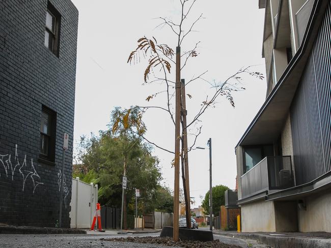 Tree planted in Somerset St St Kilda. Port Phillip was asked to fix a pothole in the middle of a street but planted the tree instead, 9th May, St Kilda, MelbournePicture : George Salpigtidis