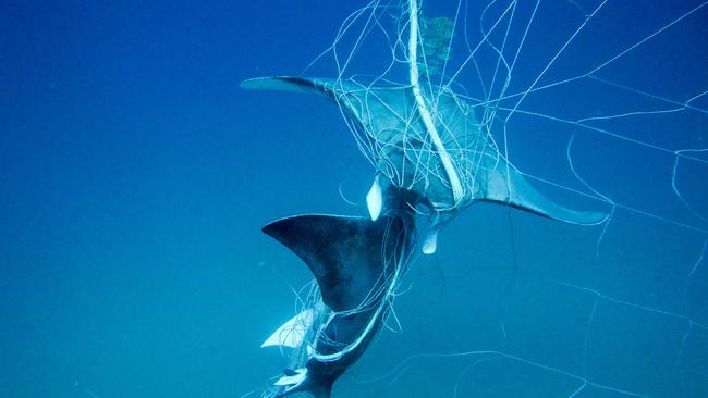 Devils Rays were found caught tangled in DPI shark nets. Picture: Sea Shepherd Australia