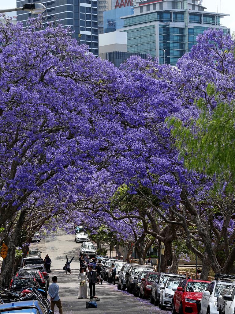 Kirribilli jacaranda blooming season: North Sydney Council has ‘no plan ...