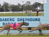 Greyhound welfare group slams ‘safer track’ investment