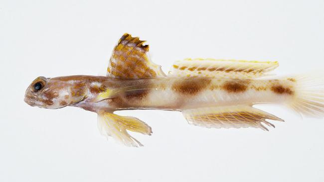 The Lady Elliot Shrimp Goby was discovered hiding “in plain sight” for the first time by University of the Sunshine Coast researchers. Photo: UniSC