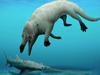 Paleontologists discover four-legged whale fossil, name it Phiomicetus anubis after Egypt's god of death