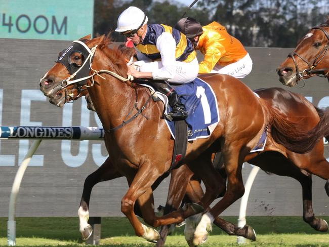 Cepheus is chasing back-to-back wins in the South Grafton Cup. Picture: Grant Guy