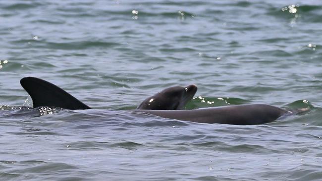 Mum Ripple and baby dolphin Holly who recently died in the Port River. Picture: Jenni Wyrsta