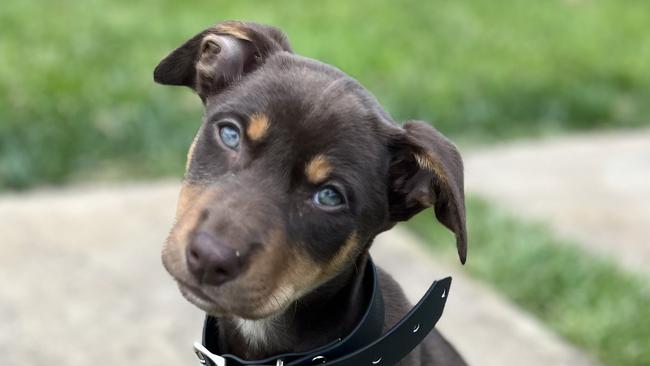 Scott Pape's new puppy, Lucky